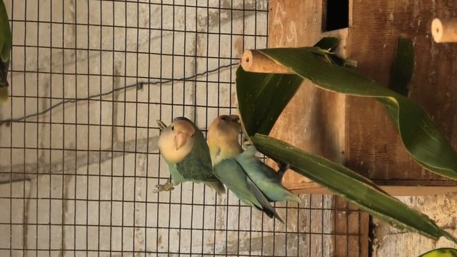 Попугаи неразлучники разных окрасов. Lovebird Parrots Of Different Colors.