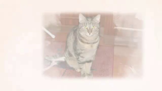 Нежные лепестки пастельного оформления. Видео из фото. смотреть онлайн