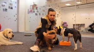 Как дрессировать французского бульдога? Как обучать командам французского бульдога