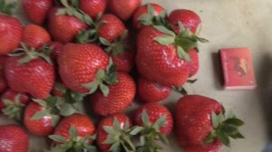 ЛИМАЛЕКСИЯ  и КОРИ. И обе хороши!  Обзор сортов. / Коллекция Светланы Татур.