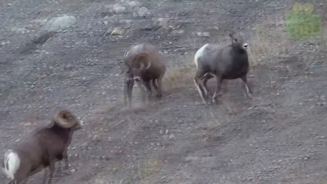 Горный баран - интересные факты, животные Евразии, алтайский горный баран смотреть онлайн