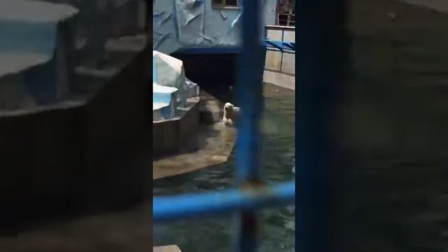 Устал немного. г. Новосибирск. Зоопарк им. Р. Шило. смотреть онлайн