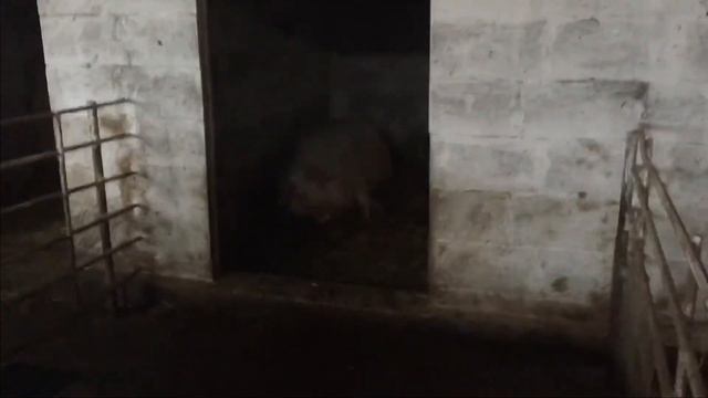 Вес свиней в 5 месяцев ) поцелуй рябчика 😁