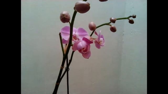 Распускание цветка орхидеи Фаленопсис смотреть онлайн