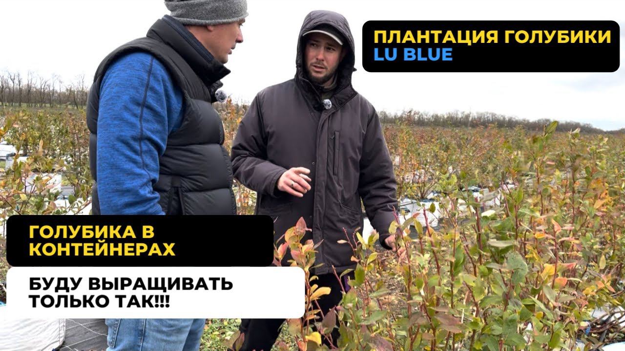 Плантация голубики Lu Blue. Голубика в контейнерах. Часть 2. смотреть онлайн