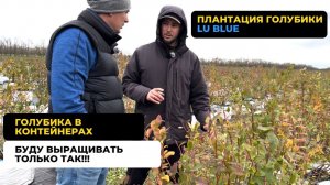 Плантация голубики Lu Blue. Голубика в контейнерах. Часть 2.