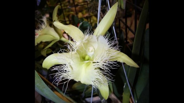 Кармен - CARMEN - Ocarina Dream Opera.