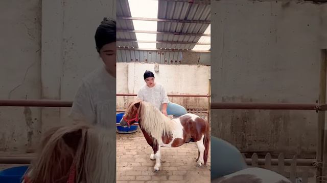 shetland Pony Stallion Wish Qianqian Student Immediate Success смотреть онлайн