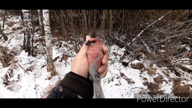 ЛОВЛЯ ЩУРОВ, И Т.Д. ДЕНЬ ЩУРА. 28.10.19. смотреть онлайн