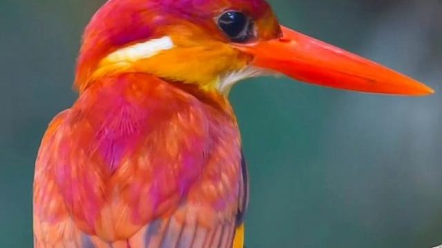 21.Гармония цвета.Природные сочетания и контрасты|декор|дизайн|цветовойкруг|Аренсбург смотреть онлайн