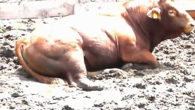 Содержание "мраморных" бычков в Житковичском районе смотреть онлайн