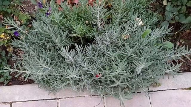 ИСПРАВЛЯЮ ОШИБКИ В САДУ. ОСЕННЕЕ РАЗМНОЖЕНИЕ ЛАВАНДЫ. смотреть онлайн