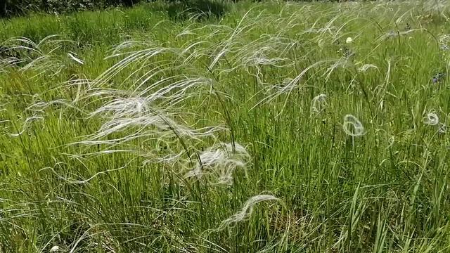 Цветет ковыль - король степей! смотреть онлайн