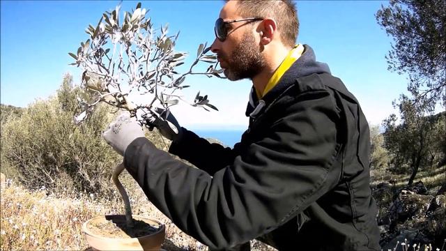 From Nursery Plant To Bonsai: The Olive Tree (pruning & repotting) смотреть онлайн
