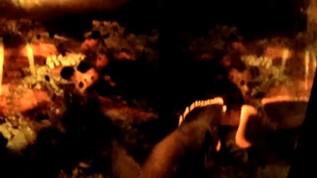 Andinoacara pulcher Акара голубая смотреть онлайн