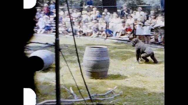 The Artis -Zoo 1965. Amsterdam, Netherlands. Discovered Color Film. смотреть онлайн