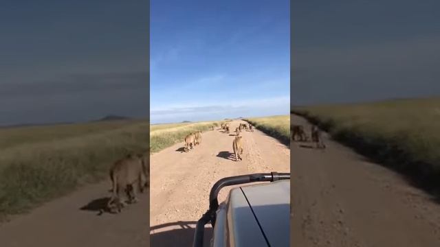 Africa Safaris Adventure Game Drives смотреть онлайн