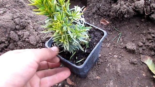 Посадка 3-х сортов Тиса Войтек/ Давид /Фастигиата/Taxus baccata смотреть онлайн