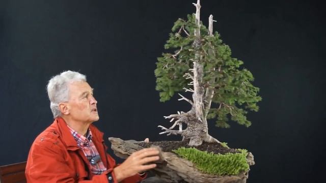 МЕЖДУНАРОДНАЯ БОНСАЙ АКАДЕМИЯ с Уолтером Полом 2013 - Часть 6 / "Ямадорная ель" смотреть онлайн