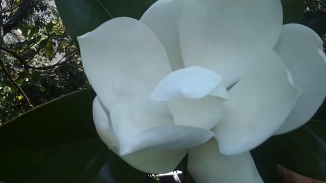 Сочи Магнолия в цвету О, это сказка. смотреть онлайн