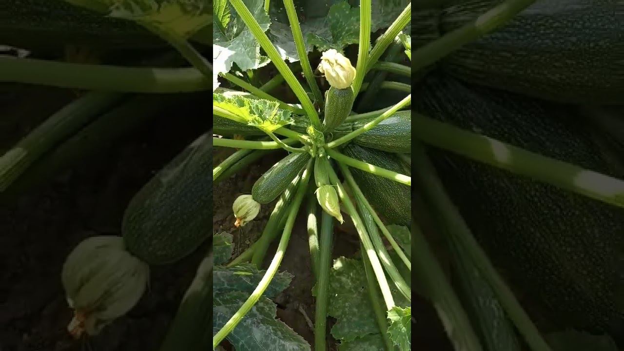 Семейка кабачков смотреть онлайн