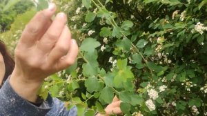 Спирея Вангутта.  Уход и выращивание.