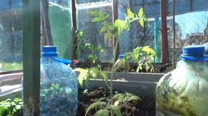 КАК ПРАВИЛЬНО САДИТЬ ТОМАТЫ В ТЕПЛИЦУ?