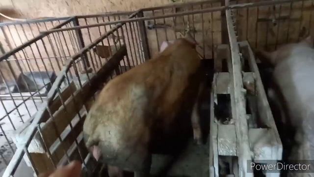 //Как выявить свиноматок в охоте//Осеменения свиньи// Кабан Юрчик// pig farm / feed pig/ смотреть онлайн