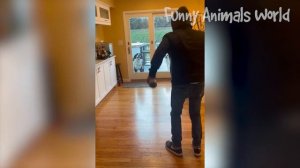 Самые смешные видео с собаками и кошками ? - Лучшие смешные видео с Животными 2023 ? #8