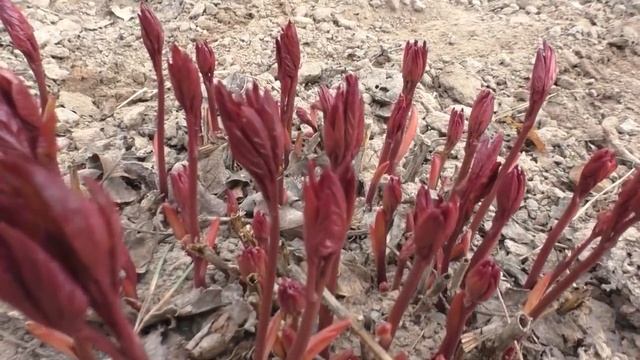 ВЕСЕННИЙ УХОД И ПОДКОРМКА ПИОНОВ ДЛЯ ПЫШНОГО ЦВЕТЕНИЯ. Мои цветы. Мой опыт. смотреть онлайн