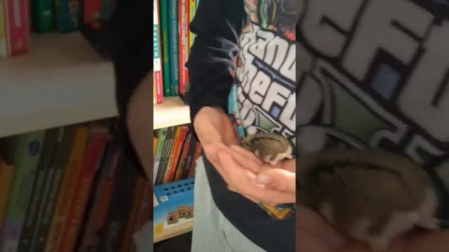 Хомяшка (символ и талисман канала ) смотреть онлайн