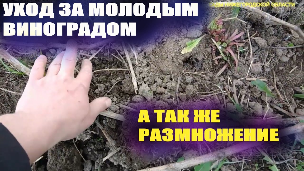 Уход за молодым виноградом.Размножение прикопкой лозы смотреть онлайн