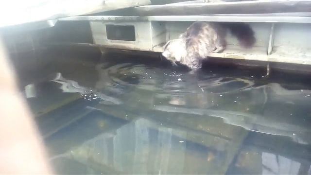Ловит рыбы кошка смотреть онлайн