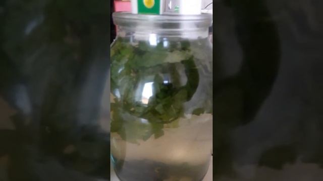 Крапивный квас сутки смотреть онлайн