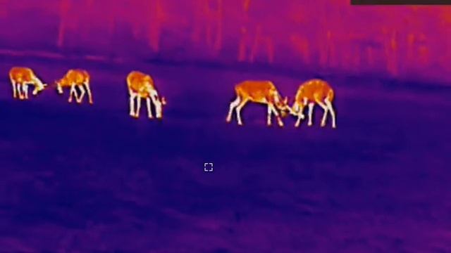 Termovízia HIKMICRO GRYPHON GQ35L počas marca v akcii смотреть онлайн