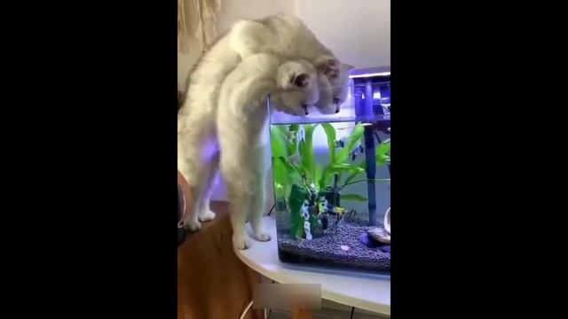 Приколы с котами! СМЕШНЫЕ КОТЫ С ОЗВУЧКОЙ 2022! Я ржал до слёз! - Смешные видео от Доми шоу.mp4 смотреть онлайн