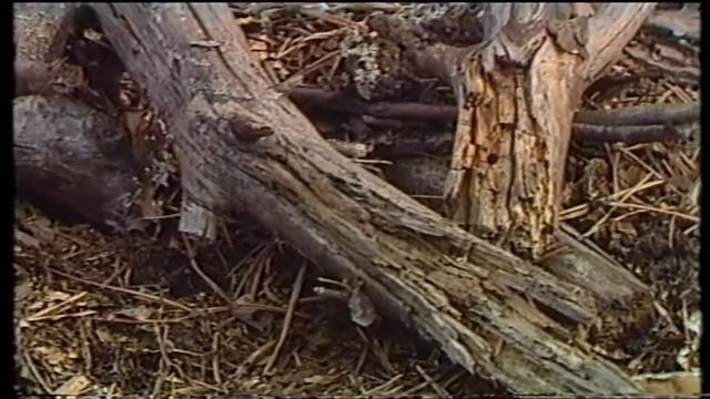 Rainer Maria Rilke - Herbst смотреть онлайн