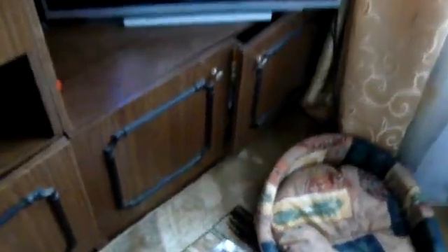 Кошка смотрит телевизор про бабуинов! смотреть онлайн
