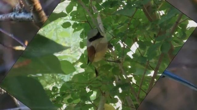 День птиц.wmv