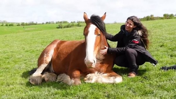 Riding the Clydesdale in Scotland