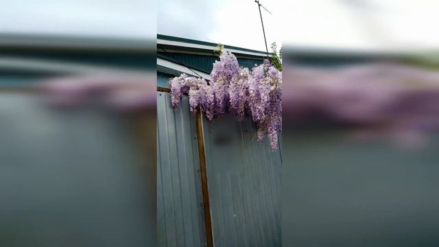 ГЛИЦИНИЯ, такого вы еще не видели! смотреть онлайн