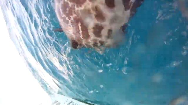 Team Nora Angela Grouper смотреть онлайн
