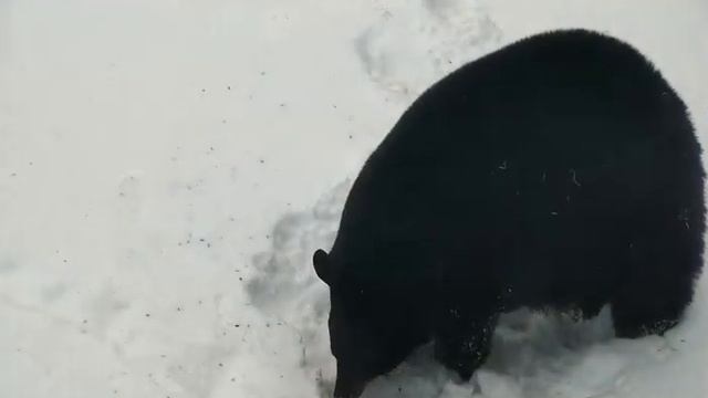 Tasha and the bird seed - 12/23/21 смотреть онлайн
