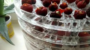 ⚫Шиповник | сбор сушка хранение | как заваривать шиповник