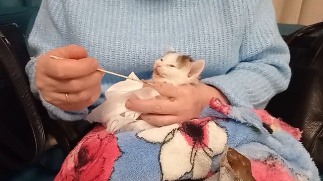 Лорик. Седьмой день как спасли. Боремся за жизнь. смотреть онлайн