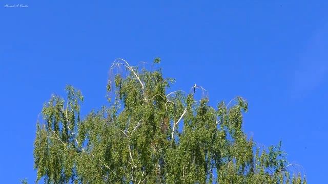 Пение стрижей. Звуки лета для релаксации. смотреть онлайн