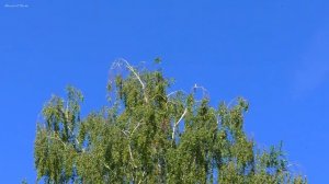 Пение стрижей. Звуки лета для релаксации.