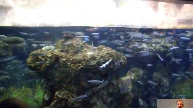 Океанариум Барселоны в Испании смотреть онлайн