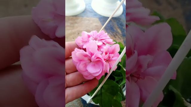 Пеларгония сорт Lauren Alexandra смотреть онлайн