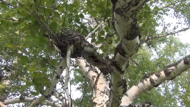 Не понятно в чем различия в этих двух березовых сережках Зеленые это сережки которые распустятся на